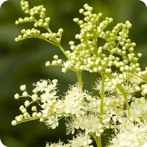 Filipendula Flower Seeds