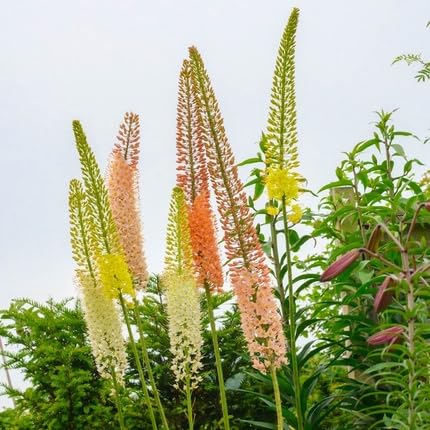 Mixed Eremurus Flower Seeds
