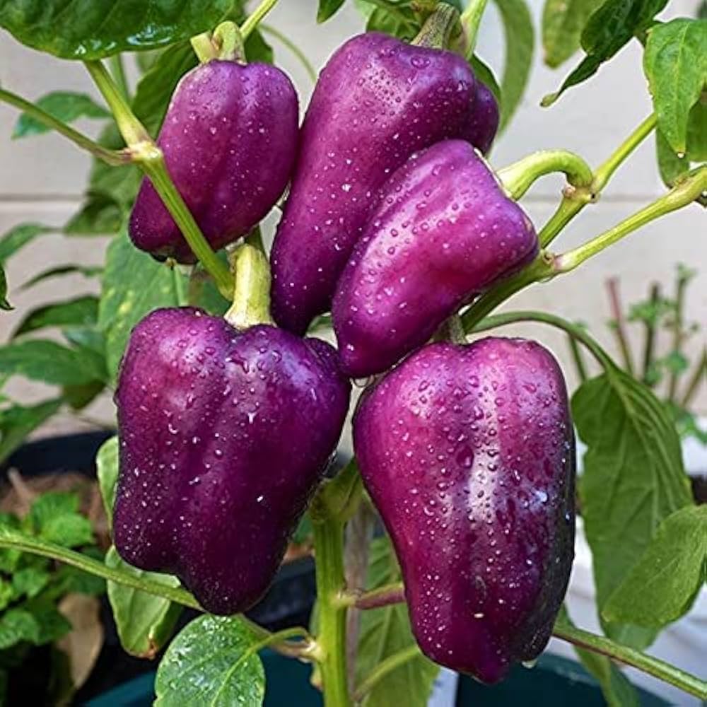 Golden Cherry Pepper Capsicum Balcony