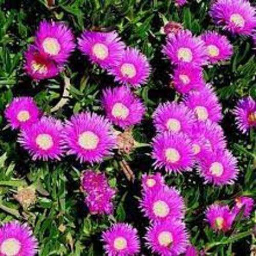 Pink Lampranthus roseus Flower Seeds