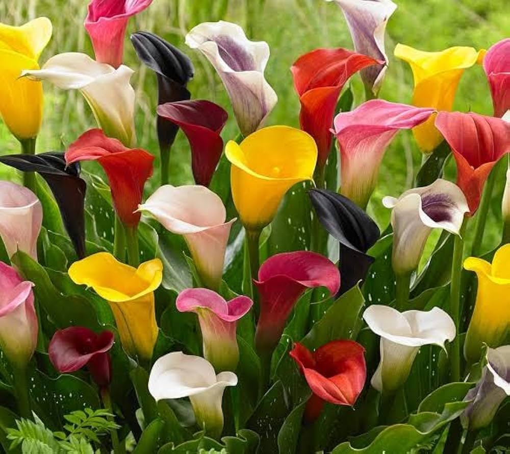 Mixed Calla Lily Flower Seeds