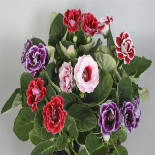 Gloxinia Flower Seeds
