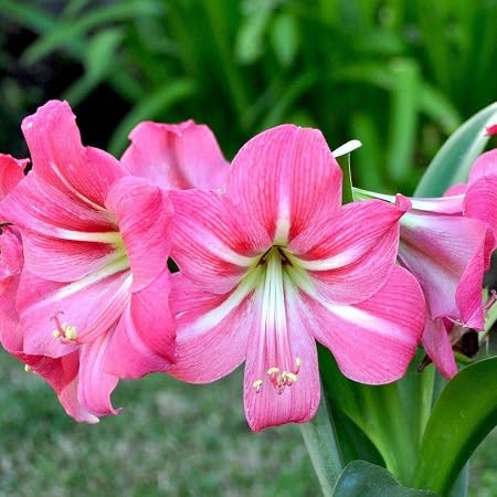 Green Giant Amaryllis Flower Seeds