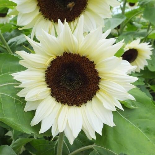 White Sunflower Seeds