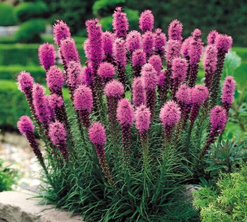 Pink LIATRIS Flower Seeds