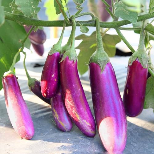 Violet Eggplant vegetable seeds for Home Gardening, Heirloom, Non-GMO, High Germination for kitchen garden planting