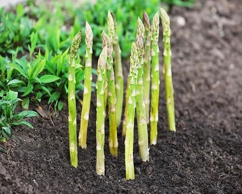 Asparagus vegetable seeds Green vegetable seeds for Home Gardening, Natural Home Farming Choice for kitchen garden planting