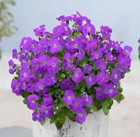 Purple Aubrieta Flower Seeds
