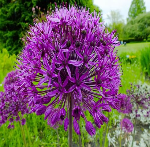 Violet Allium Flower Seeds