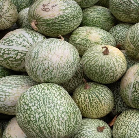 Chilacayote vegetable seeds for Home Gardening, Nutritious Backyard Harvest Collection for kitchen garden planting