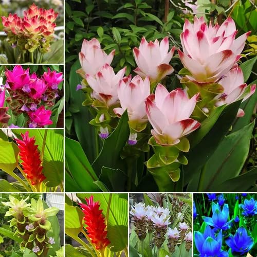Mixed siam Tulip Flower Seeds