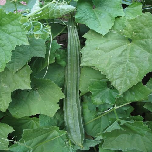 Loah Gourd vegetable seeds - Heirloom, Organic, Non Gmo Garden Seeds for kitchen garden planting
