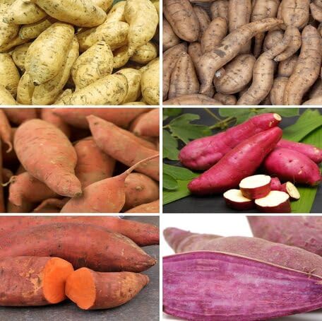 mixed sweet potato vegetable seeds