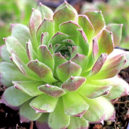 Green Sempervivum Flower Seeds