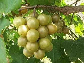 green grape fruit perfect for growing Fruit Seeds
