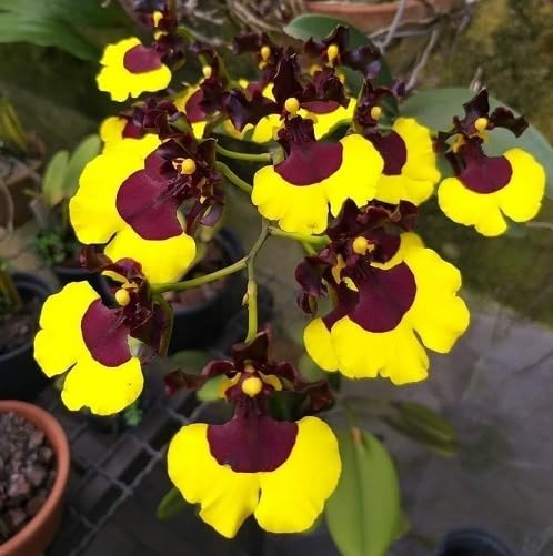 Yellow Oncidium varicosum Flower Seeds