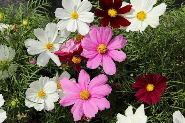 Mixed Cosmos Flower Seeds