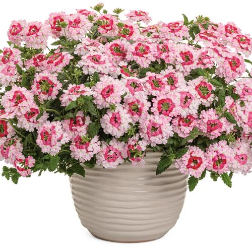 Pink White Verbena Flower Seeds