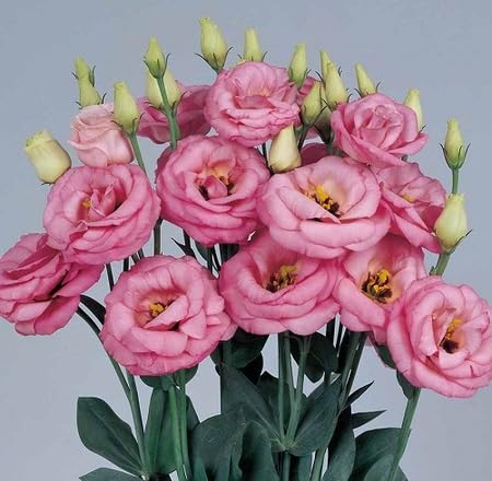 Yellow Lisianthus Flower Seeds