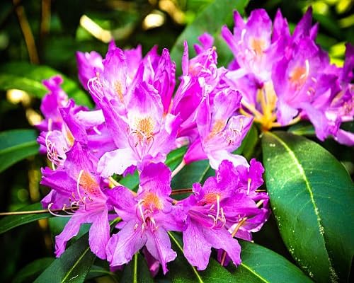 Purple Clivia Flower Seeds
