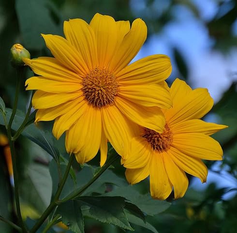 Yellow diversifolia Flower Seeds