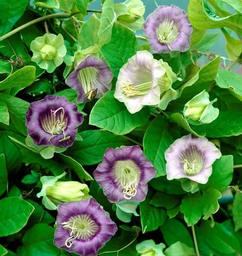 Mixed Climbing Cathedral Bells Flower Seeds