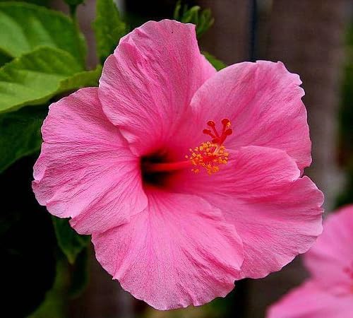 HIBISCUS FLOWER SEEDS