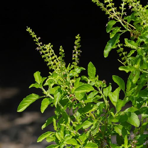 Green Basil Plant Seeds herb seeds - non gmo, home gardening garden seeds