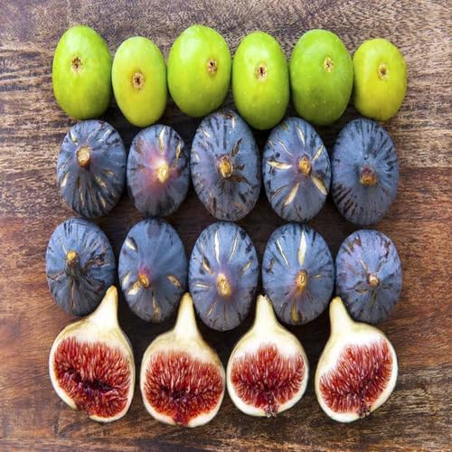 Mixed Fig Fruit fruit seeds for organic garden planting