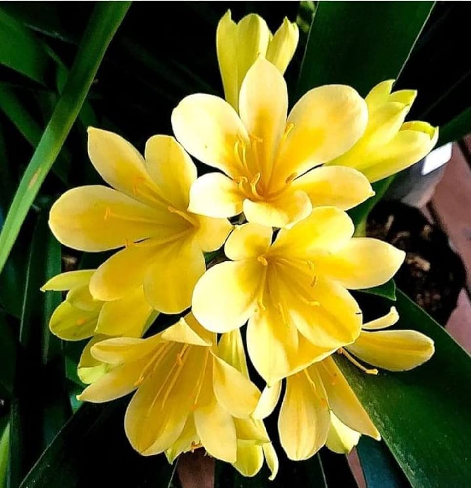Perennial Clivia Flower Seeds Yellow – Rare Blooming Plants for Balcony