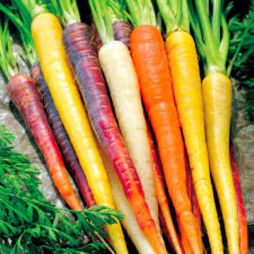Mixed Carrot vegetable seeds - Heirloom, Organic, Non Gmo Garden Seeds for kitchen garden planting