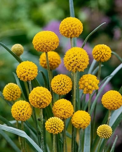 Yellow Craspedia Globosa Flowers Seeds