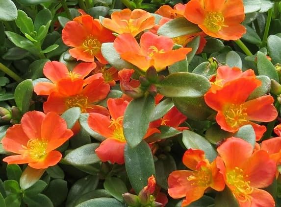 Orange Purslane Flower Seeds