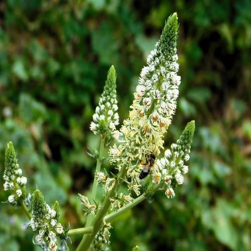 White Mignonette Flower Seeds