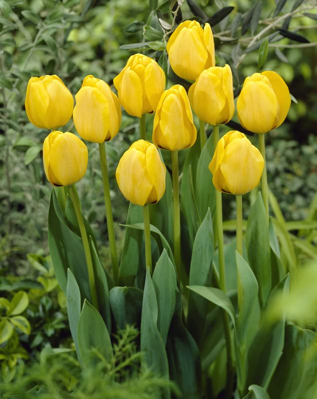 Yellow Orange Daydream Darwin Hybrid Tulip Bulbs To Flower Seeds