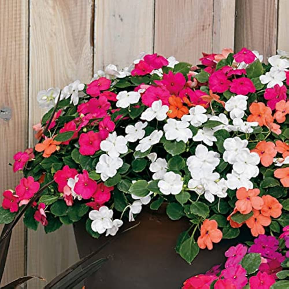 Survival Peach Impatiens Blooms Beautifully