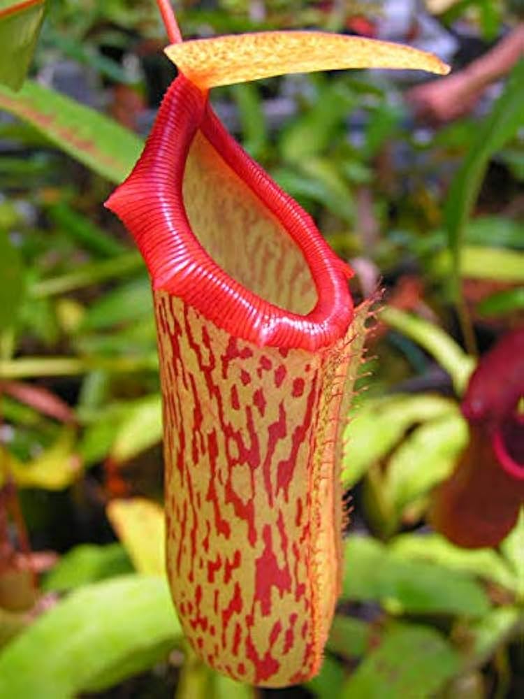 Nepenthes Pitcher Plant