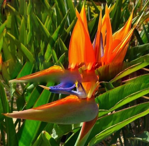 Orange Strelitzia Flower Seeds
