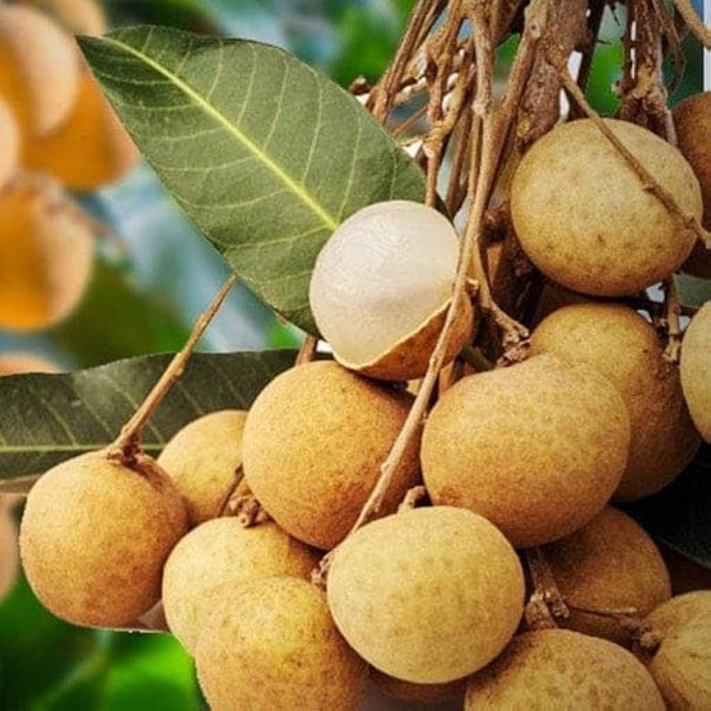 longan dimocarpus fruit in tropical garden Seeds