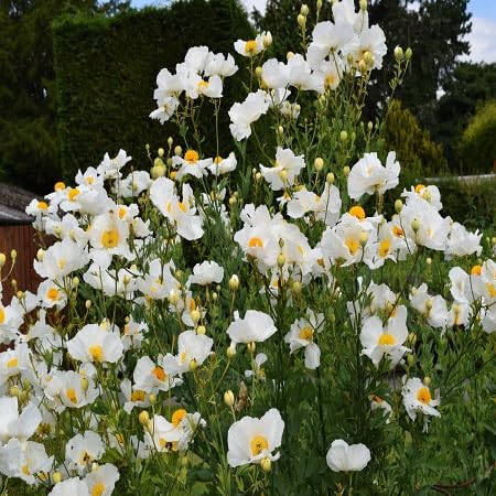 White Coulteri Flower Seeds