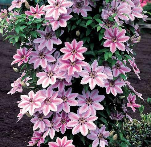 Pink Nelly Moser Flower Seeds