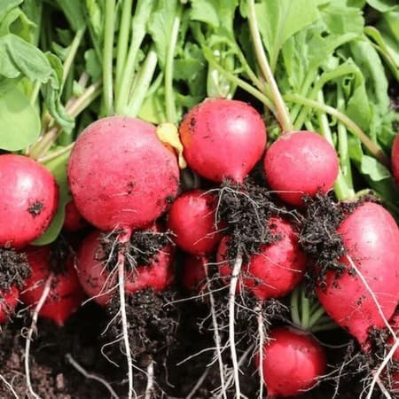 Red Radish vegetable seeds - Heirloom, Organic, Non Gmo Garden Seeds for kitchen garden planting