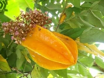 yellow averrhoa carambola starfruit fruit for planting tropical your beautiful home garden Fruit seeds
