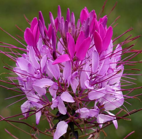 Violet Cleome Hassleriana Flower Seeds
