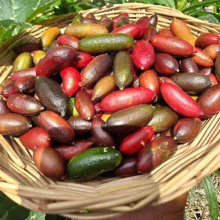 mixed finger lime fruit Fruit Seeds organic garden seeds