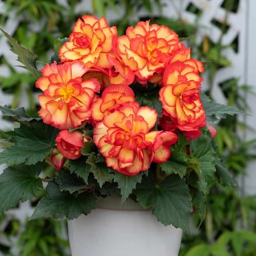 Red Begonia Tuberous Flower Seeds