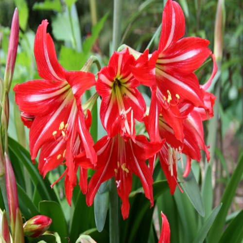 Red Amaryllis Hippeastrum Flower Seeds