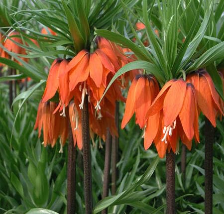 Orange Imperial Flower Seeds