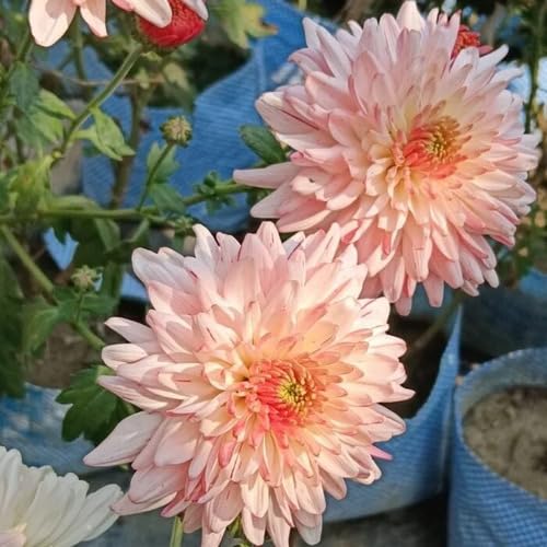 Pink Light Chyamanthenum Flower Seeds