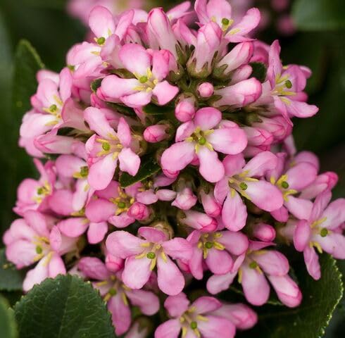 Pink Escallonia Flower Seeds